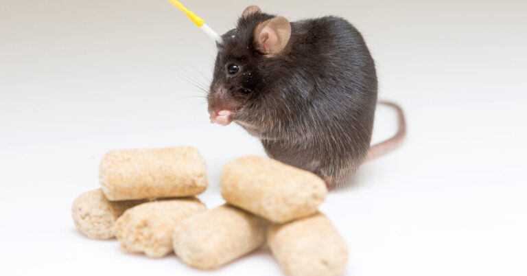 What Nearly Brainless Rodents Know About Weight Loss and Hunger