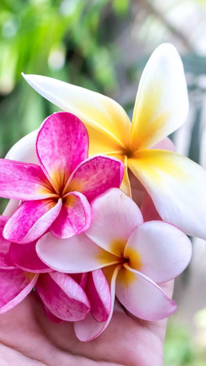 10 flowers that will fill the home with a sweet scent and a burst of colours