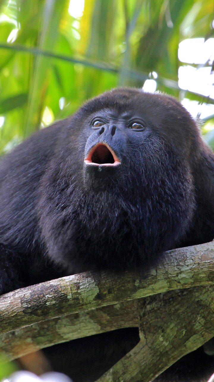 8 monkeys, apes, and lemurs that make the loudest and scariest sounds