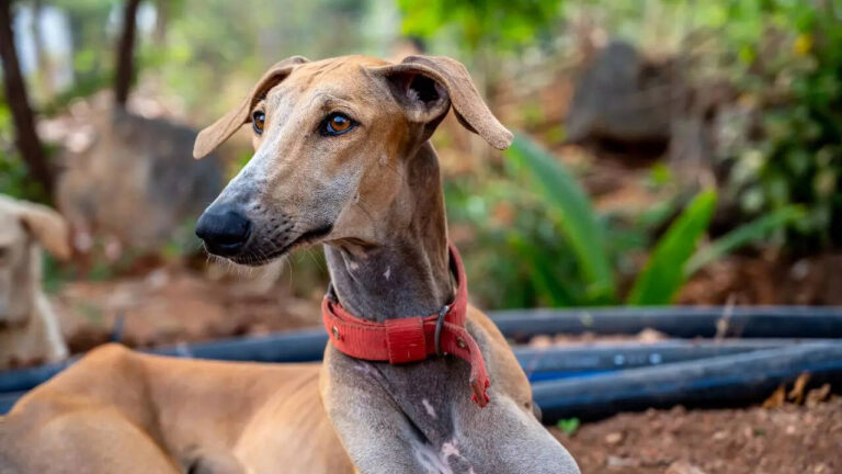 From Chippiparai to Rajapalayam: 5 Indian dog breeds