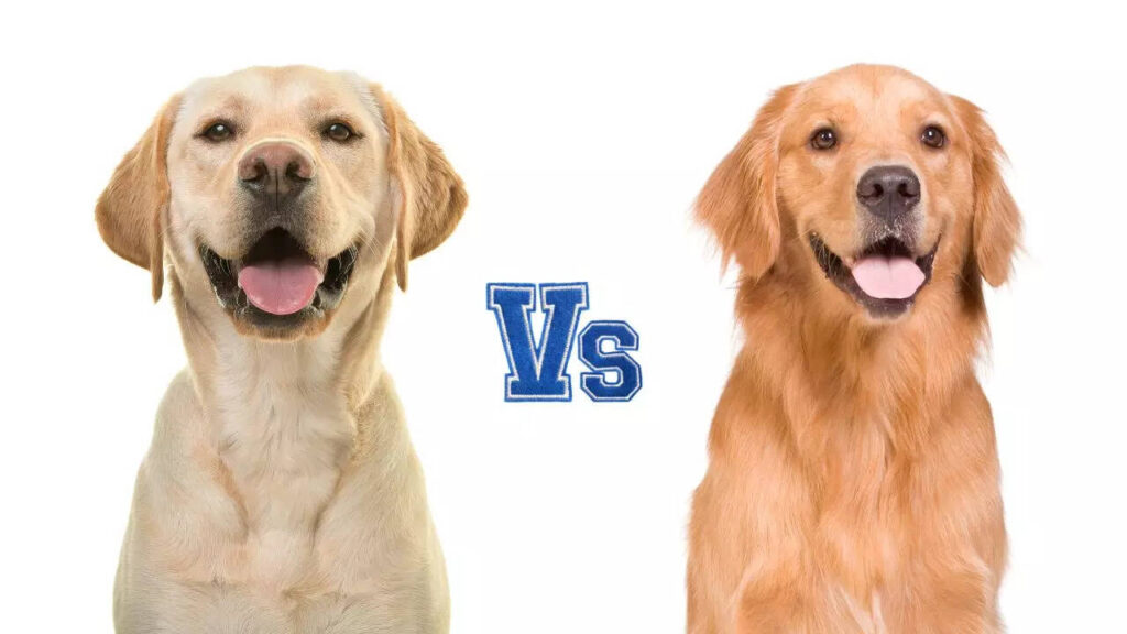 Labrador vs Golden Retriever: 5 major differences