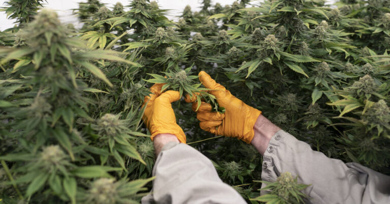 Older People Seeking Care for Cannabis Use at Greater Risk for Dementia, Study Finds