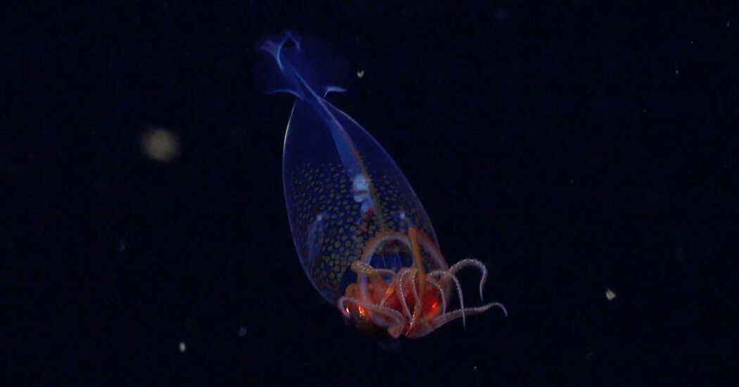 The First Ever Sighting of a Colossal Squid