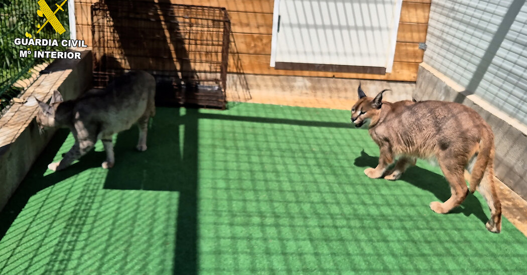 19 Big Cats Rescued in Spain as Police Raid Animal Smuggling Ring