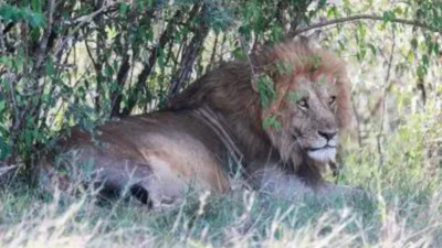 Lion attacks and kills 14-year-old girl in Nairobi in presence of another teenager
