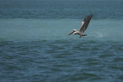 Everglades restoration would protect Florida Keys while scientists watch drought conditions | World News