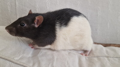 Mice talk differently after scientists insert a human language gene |