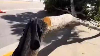 Watch: Mystery chainsaw vandal chops down rows of trees across downtown LA