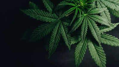 Hospital visits for Marijuana use linked to 72% higher dementia risk, major study warns