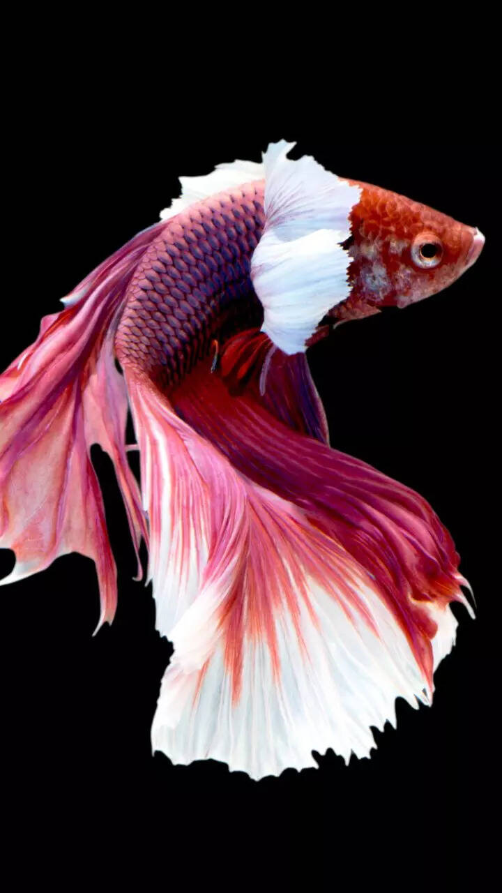 10 things to know if you have a pet Betta fish in home aquarium