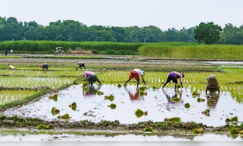 Kerala to clear ₹203 crore paddy dues as procurement delays spark Assembly walkout