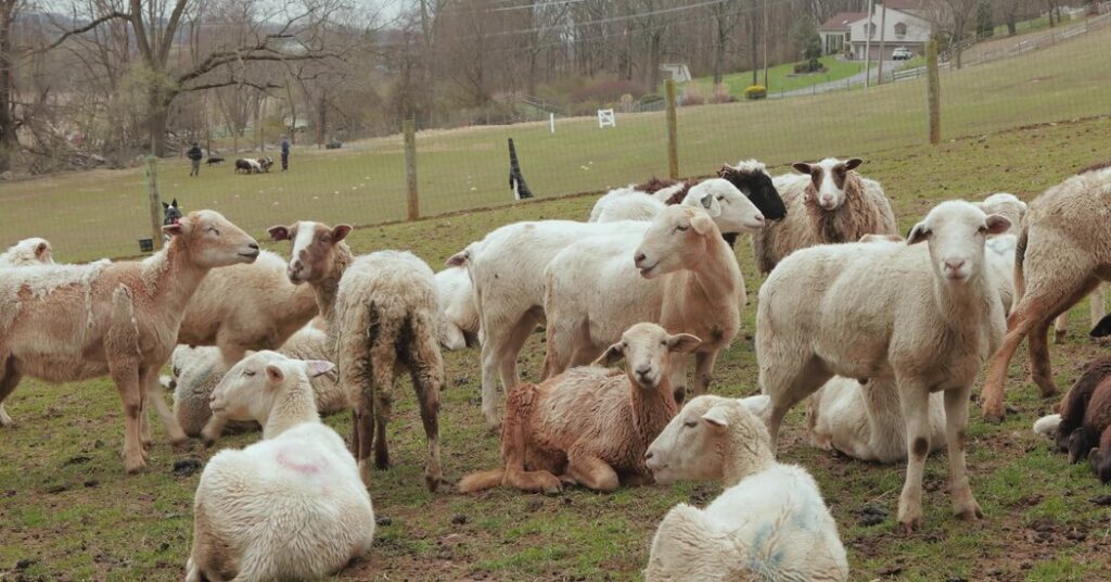 How a Sheep-Herding Cardiologist Spends His Sundays