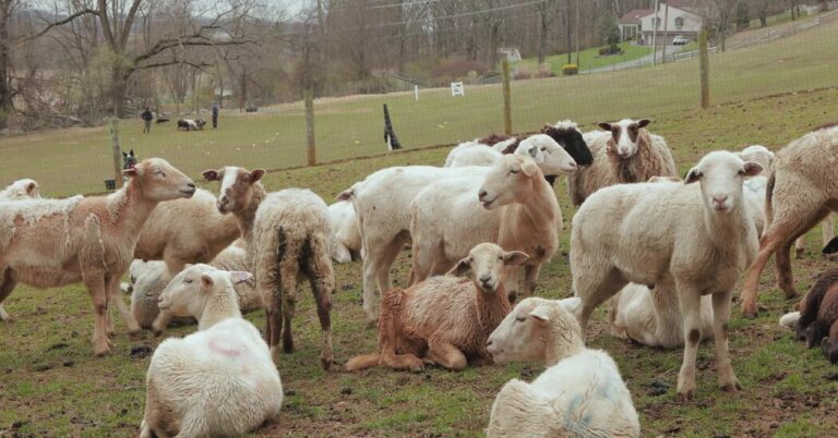 How a Sheep-Herding Cardiologist Spends His Sundays