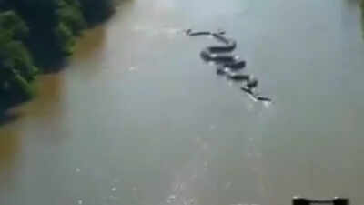 Watch | Giant anaconda crawls through the Amazon goes viral, sparking debate over its reality |