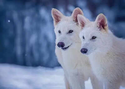 Wolf protection downgrade gets green light in EU | World News