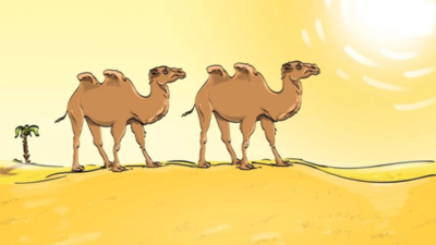 Optical Illusion: Only a genius can find the mistake in this desert camel picture!