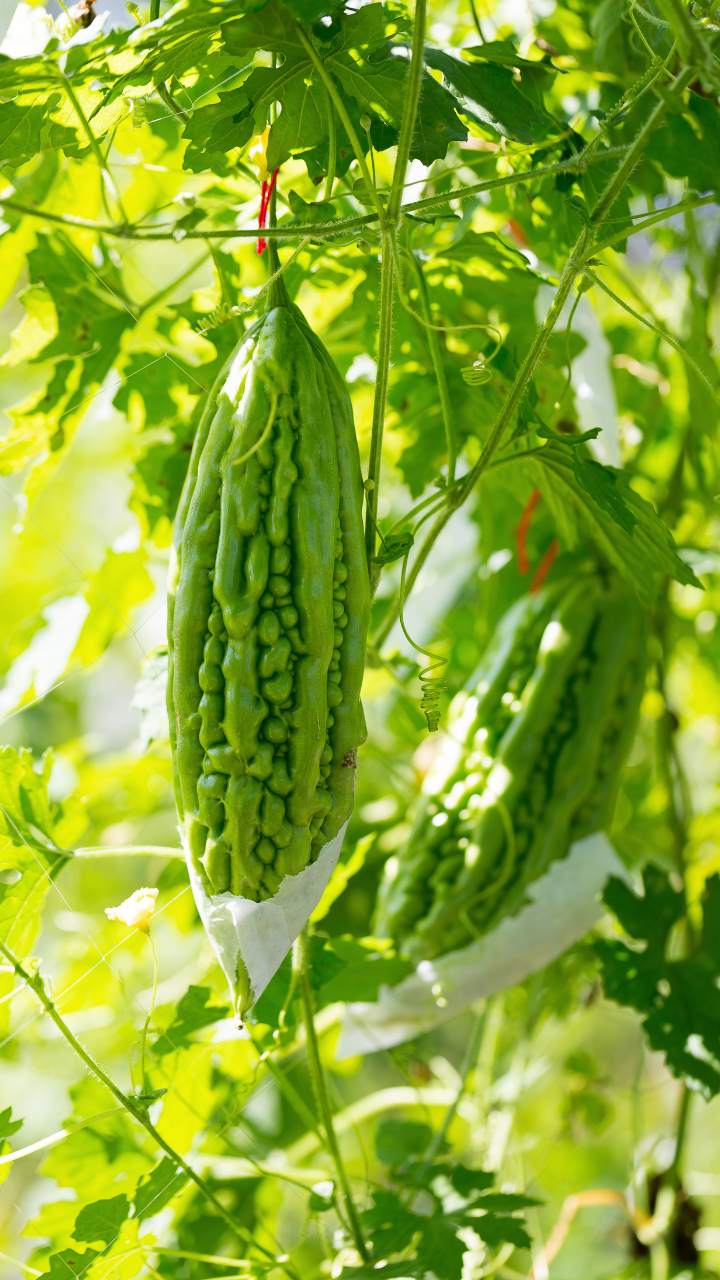 How to grow Bitter Gourd (karela) from seed in the balcony garden