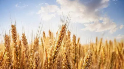 Wheat procurement hits 28.66 million tonne, surpasses last year ahead of target deadline