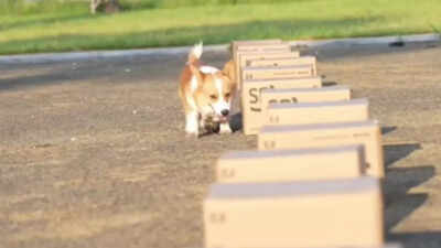 China’s first police Corgi has 400,000 followers and a nose for trouble