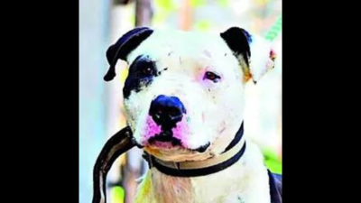 PETA urges Gujarat to ban foreign breeds used in dogfights | Ahmedabad News