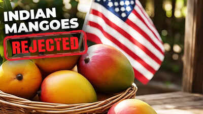 ‘Instead of discussing the matter…’: Row erupts over India’s mango exports rejection; authorities say US inspectors did not follow protocol