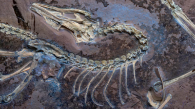 73-million years old Dinosaur mass grave with thousands of fossils found in Canada’s “River of Death” |