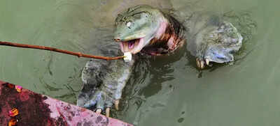 For these temple turtles in Kanpur, paneer is the top pick | India News