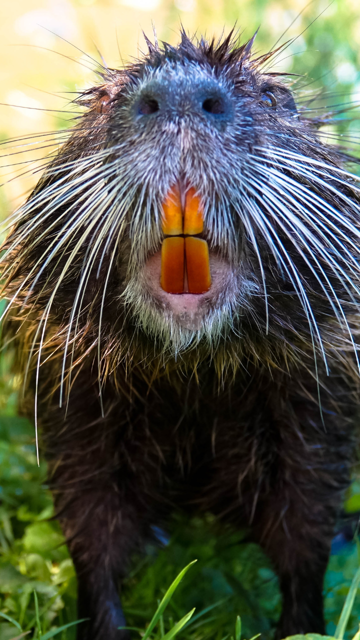 8 animals whose teeth never stop growing