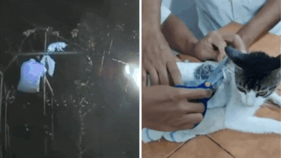 Cat in custody: Kitty caught smuggling crack cocaine and weed into Costa Rican prison