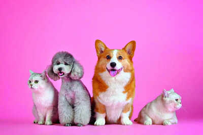 Drools turns unicorn after Nestle’s bet