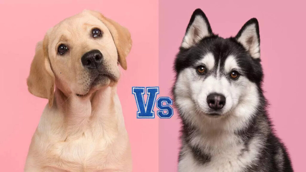 Labrador vs Husky: Which dog breed is easier to train?