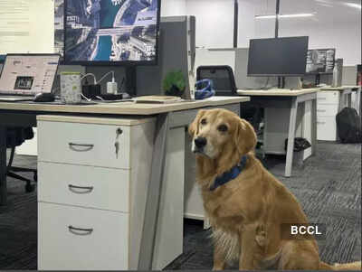 Heart-warming! Indian startup hires golden retriever as Chief Happiness Officer: 5 benefits of having pets at work |