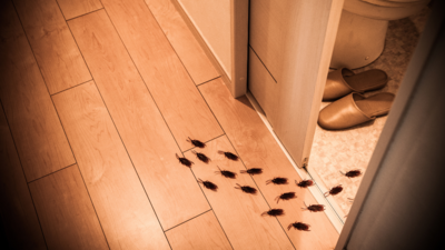 5 diseases caused by cockroaches