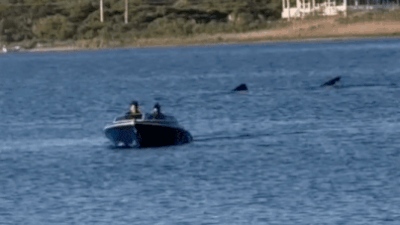 ‘There’s a shark in the pond!’: 20-foot predator startles Rhode Island diners