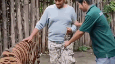 Selfie gone wild: Indian attacked by tiger while posing for photo – watch video