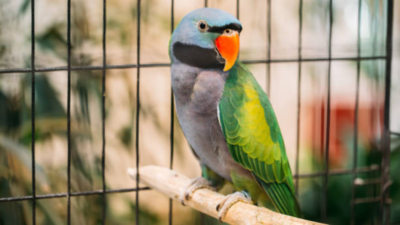 7 beautiful parrots that cannot be kept as pets — Here’s why
