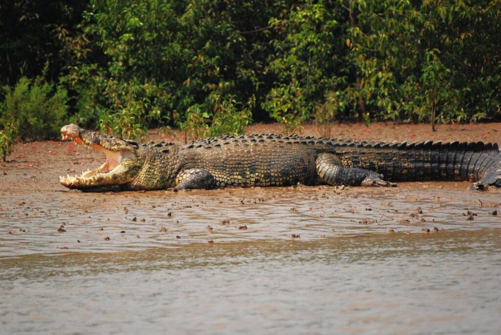 At the Bhitarkanika National Park, set sail and spot a crocodile