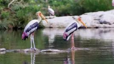 How climate change is altering bird migration | World News