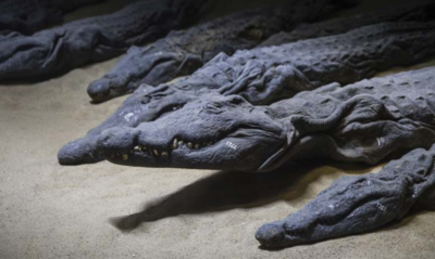 Scientists found something shocking inside a mummified crocodile’s stomach