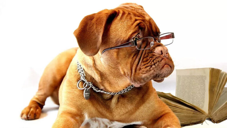 10 popular pet dog breeds with surprisingly short lifespans