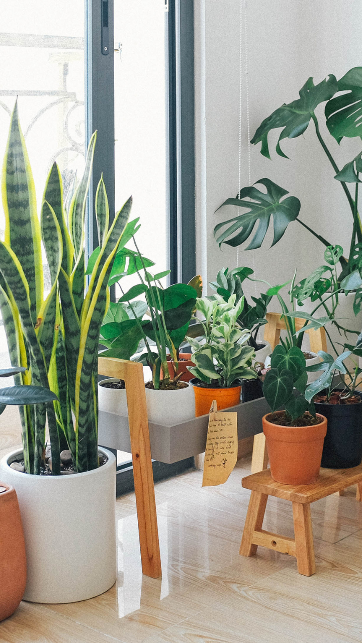 10 indoor plants recommended by NASA and why one must grow them