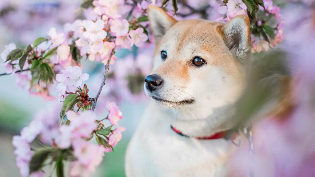 10 adorable Asian dogs and what makes them special