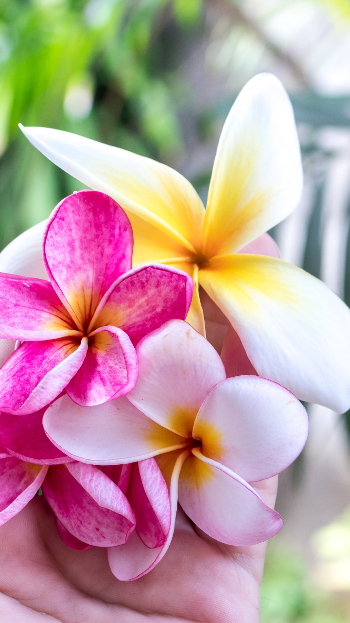 9 summer flowers for the most beautiful and fresh balcony garden
