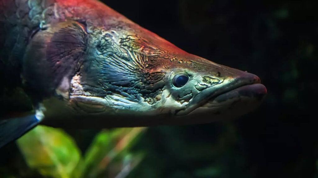 ​Top 5 animals that have the largest heads​