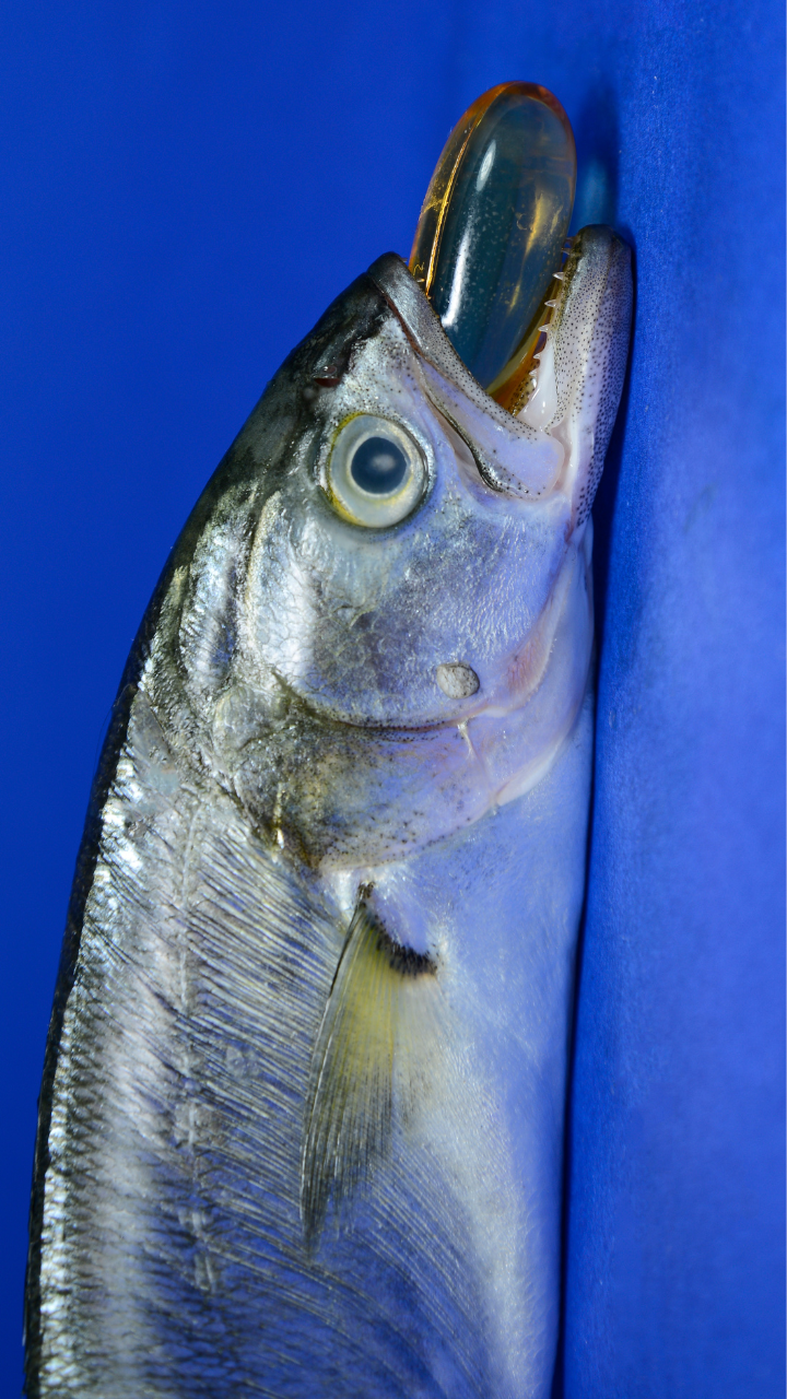 10 reasons to start consuming fish oil now