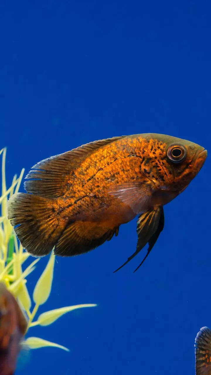 8 beautiful and intelligent aquarium fish NOT for beginners— only experts should handle