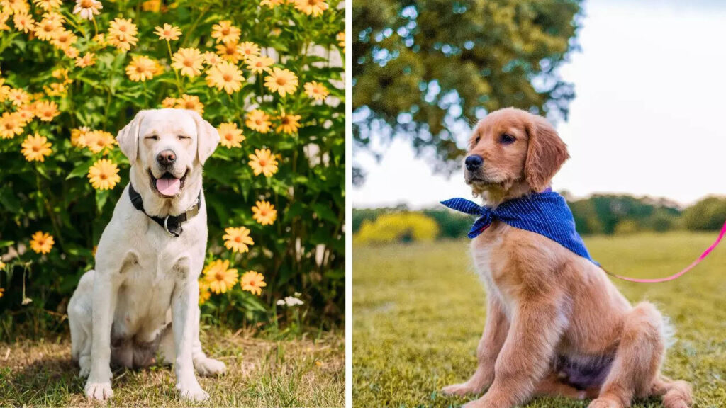 Which is better for families?