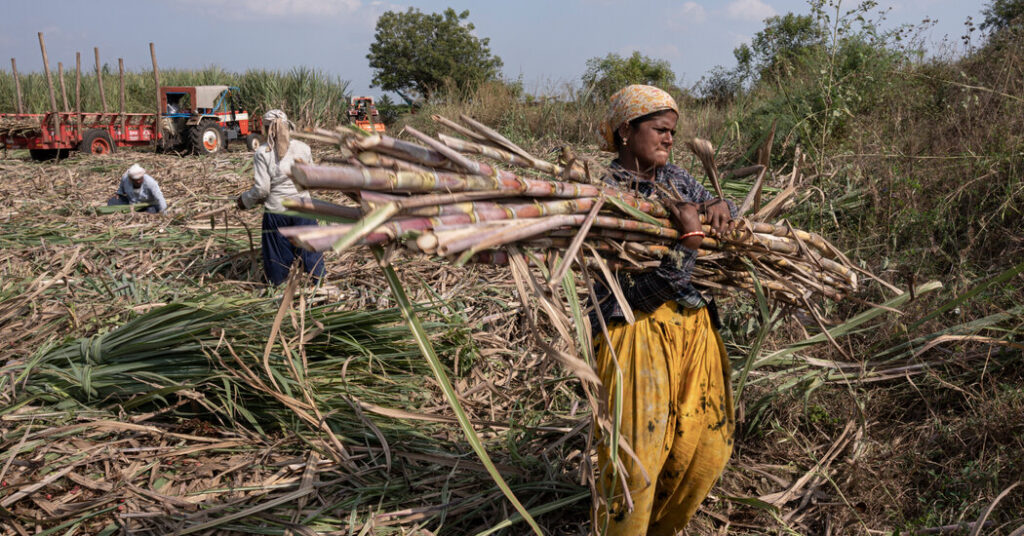 Under Pressure, Officials in Western India Move Against Abuse in Sugar Fields