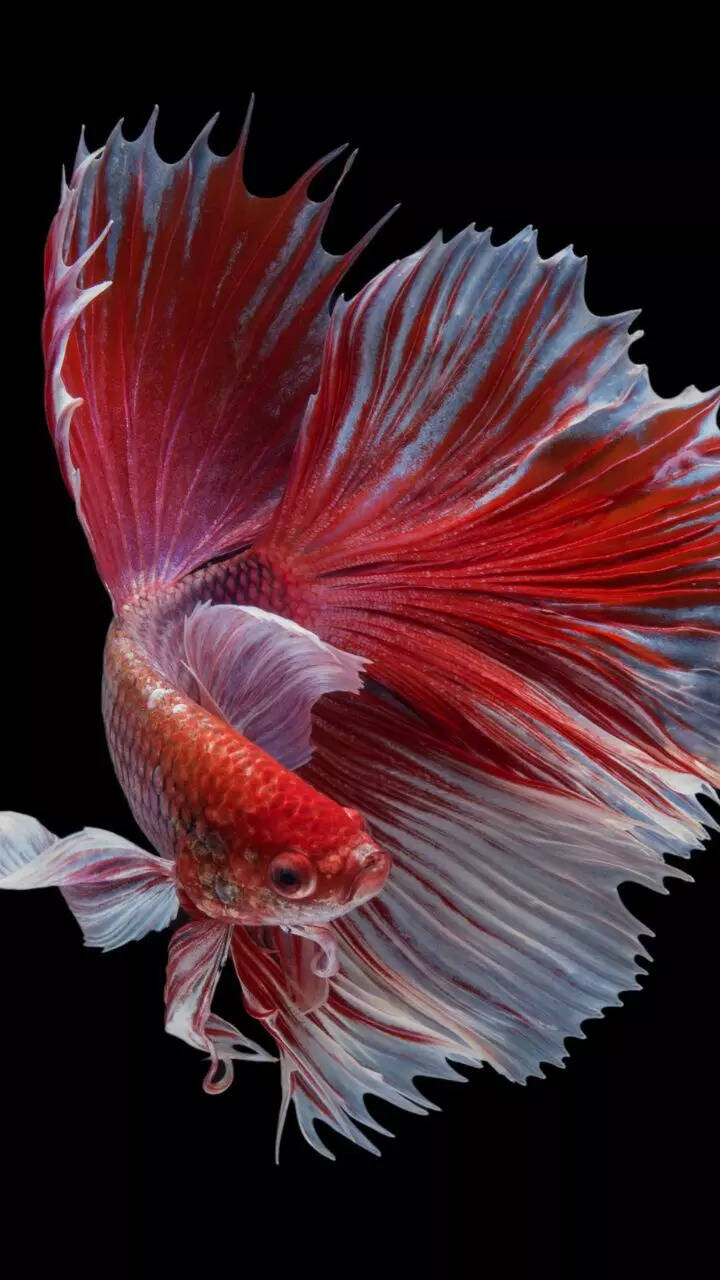 10 intelligent aquarium fish for beginners