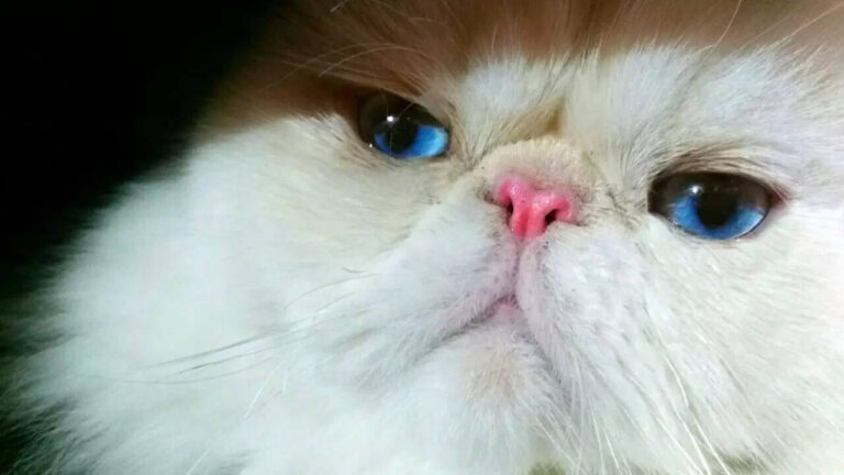 Chemistry teacher uses cat as teaching assistant, Education News, ET Education